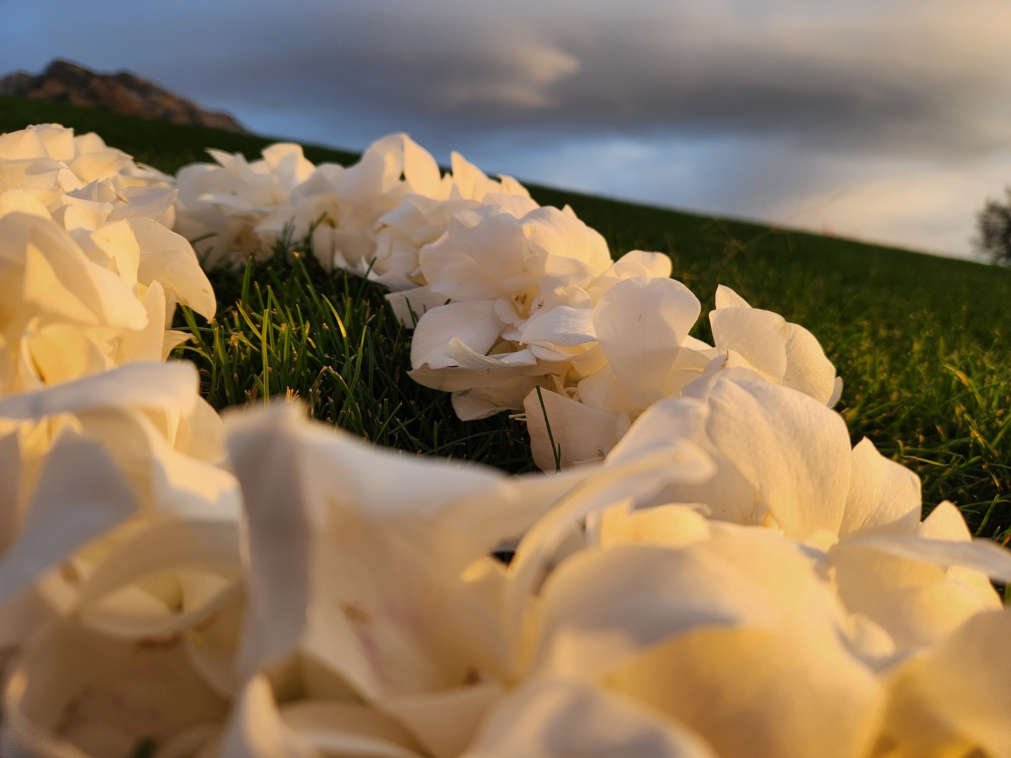 How to Care for Your Fresh Flower Lei
