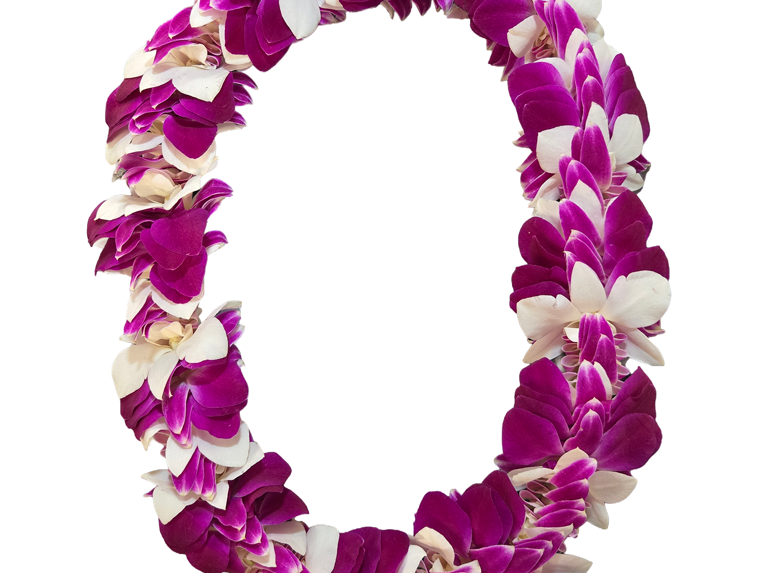 Large deluxe purple and white orchid lei hand-strung in a full spiral style on a white background