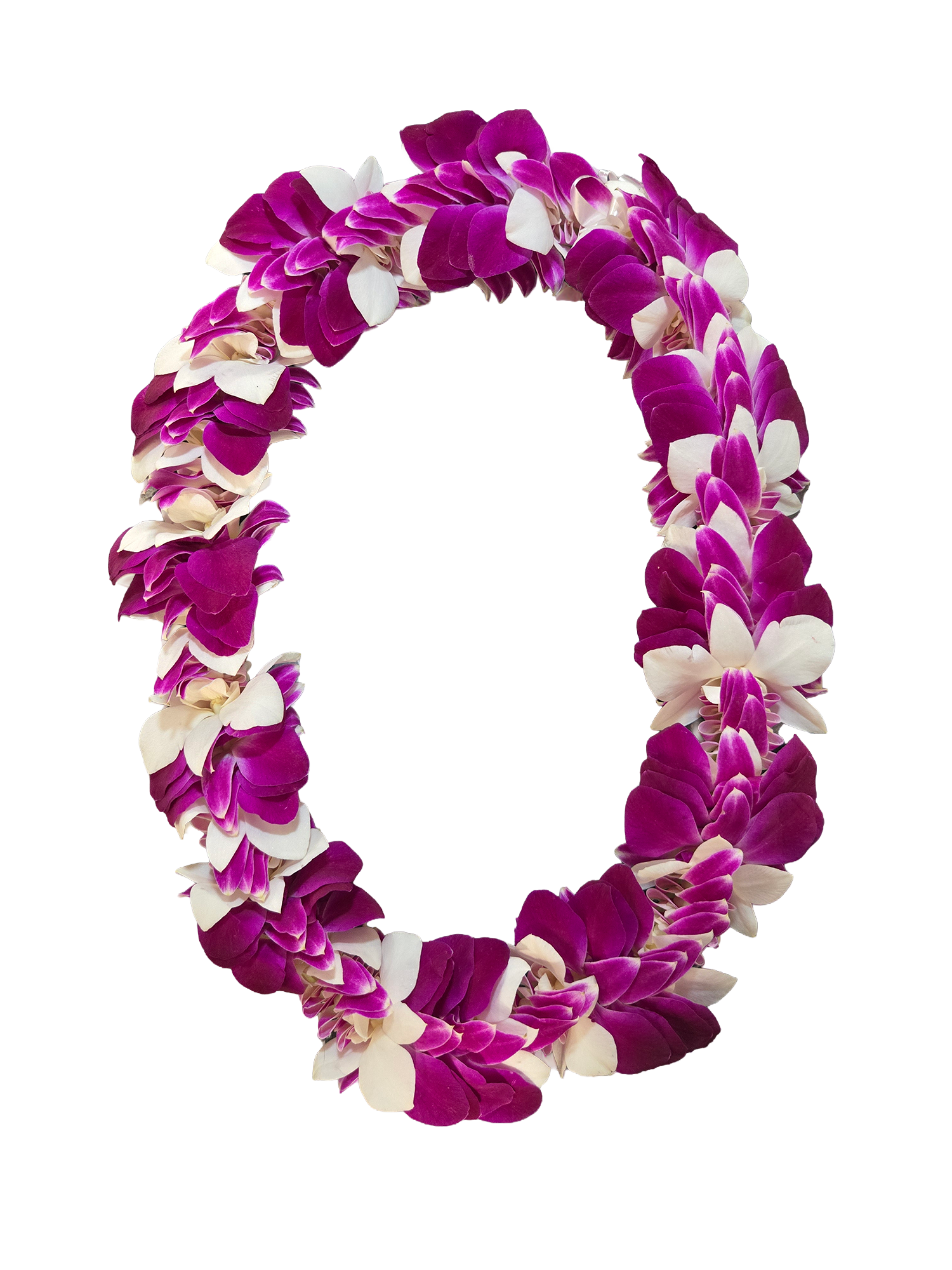 Large deluxe purple and white orchid lei hand-strung in a full spiral style on a white background