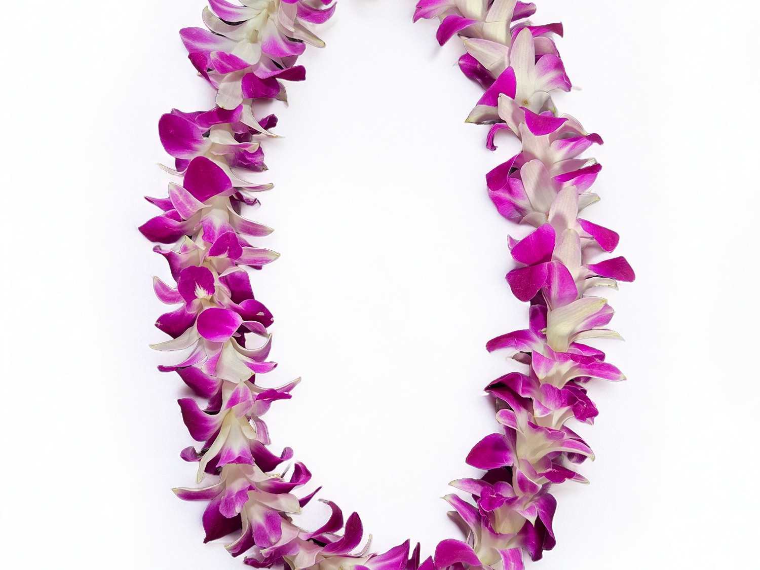 Full orchid lei with fresh pink and white orchids on a white background