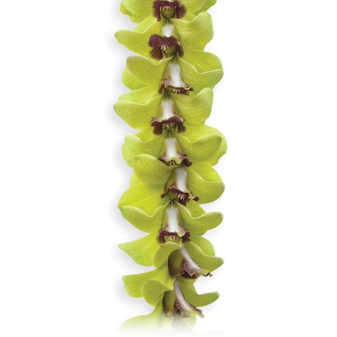 Jade Garden Orchid Lei