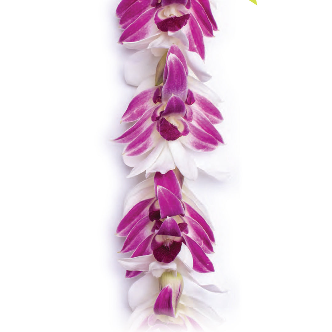 Kailani Orchid Lei