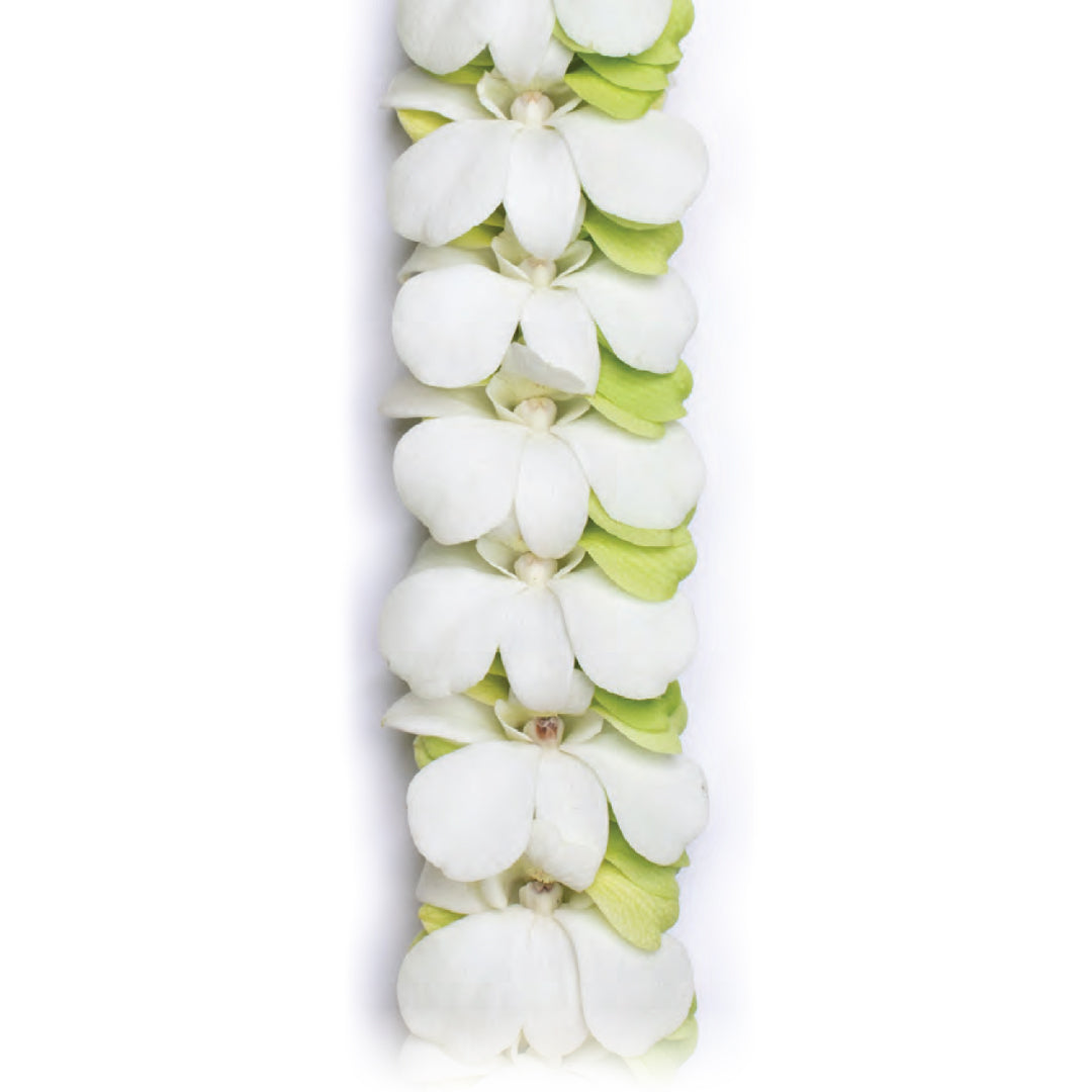 Kailua Breeze Orchid Lei