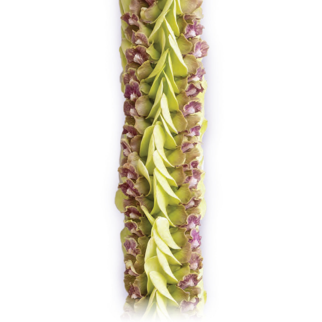 Kara Jade Orchid Lei of emerald and light jade dendrobium orchids in a full layered pattern
