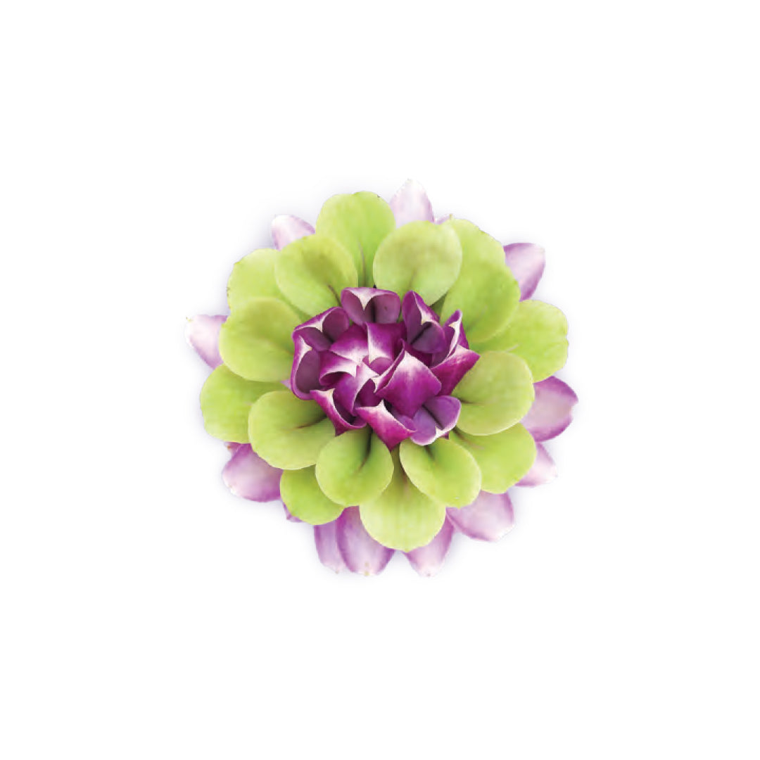 Kauai Bloom Orchid Hair Clip