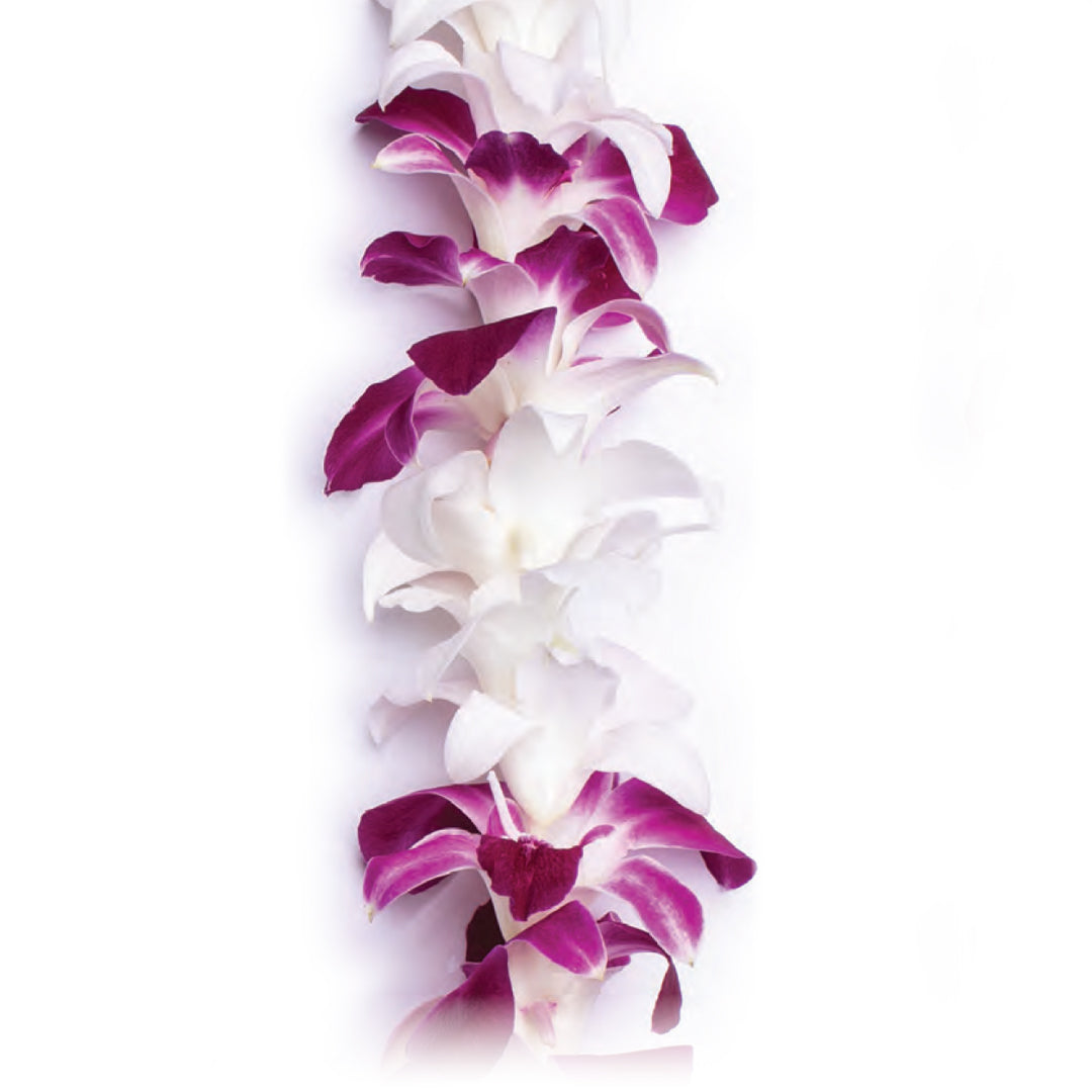 Kealani Orchid Lei of alternating white and deep purple orchid blossoms on a single strand