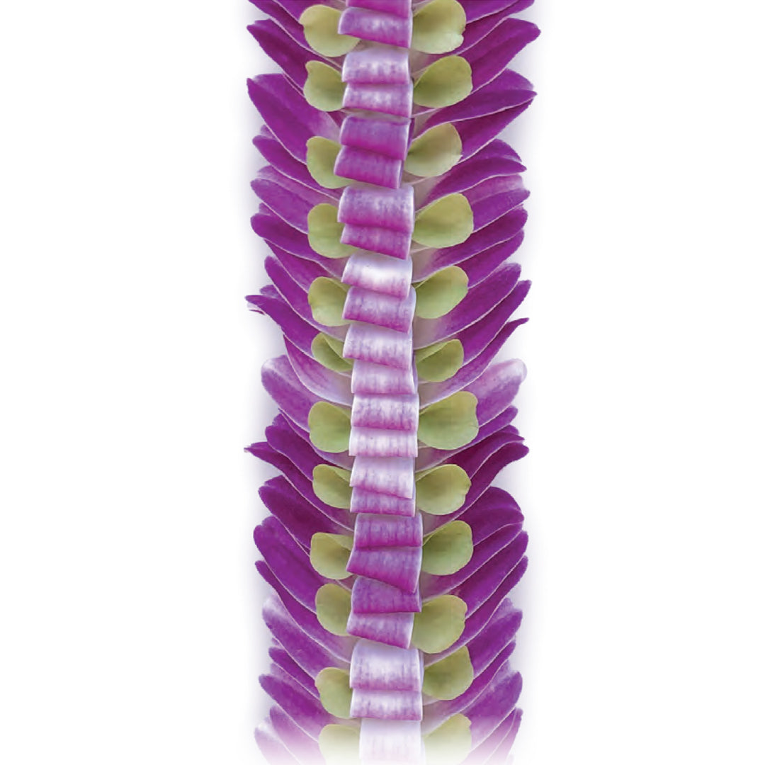 Kipahulu Orchid Lei