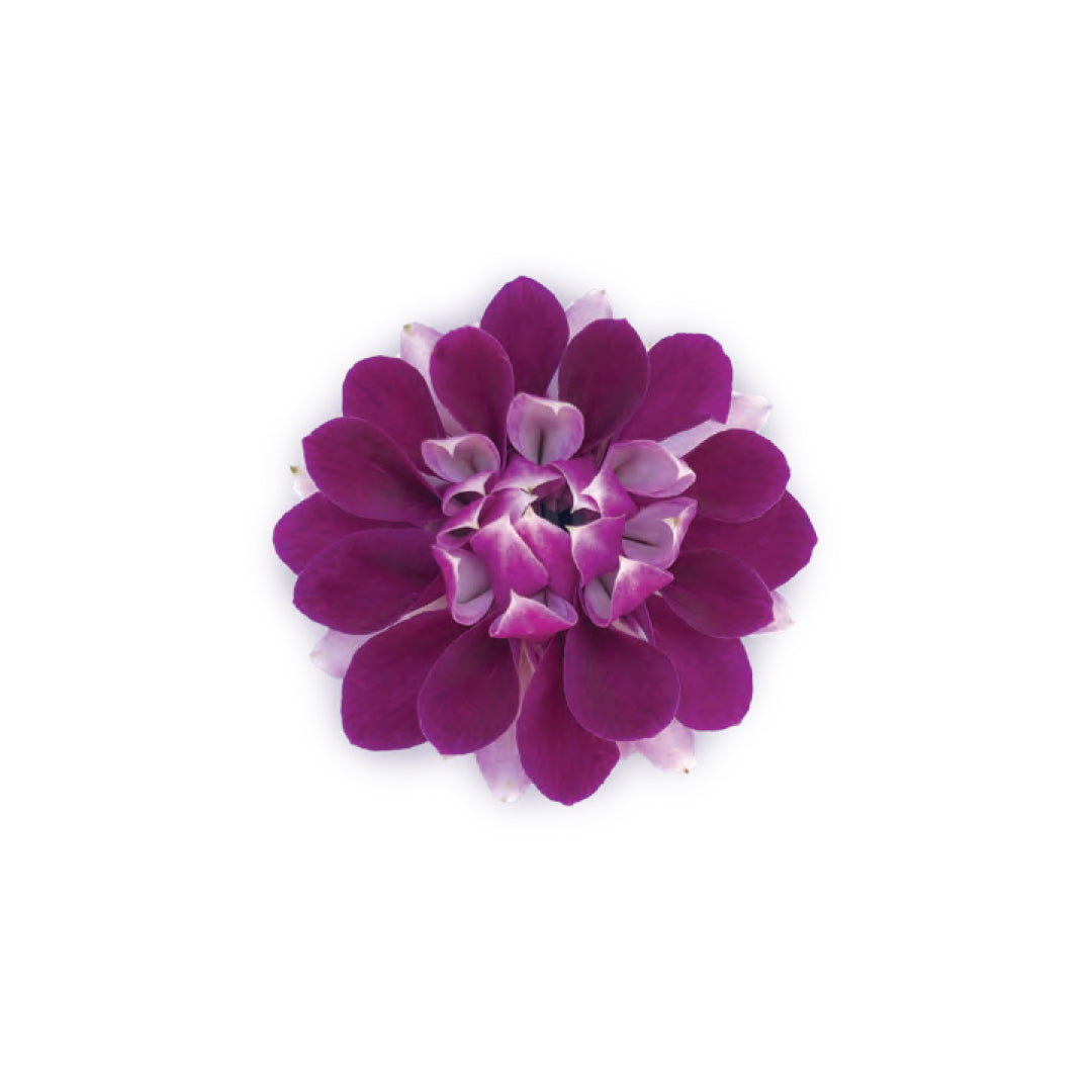 Leilani Blossom Orchid Wristlet