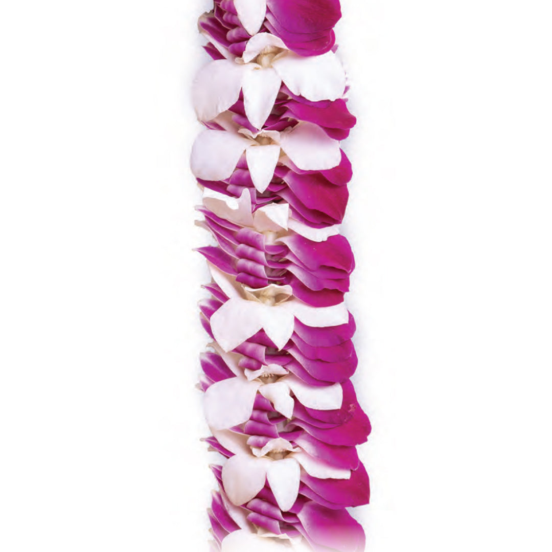 Deluxe orchid lei of alternating white and magenta orchid blossoms