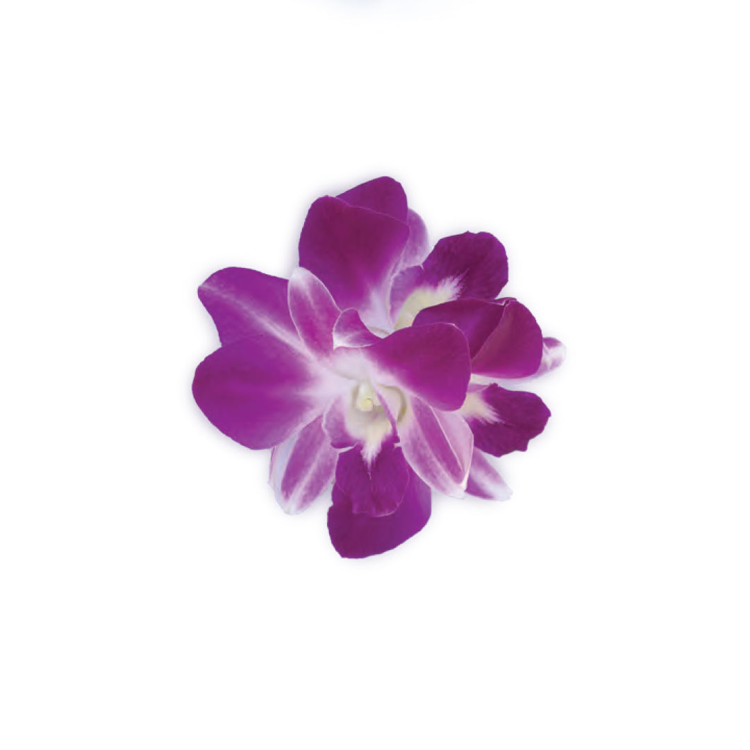 Malia Blossom Orchid Hair Clip