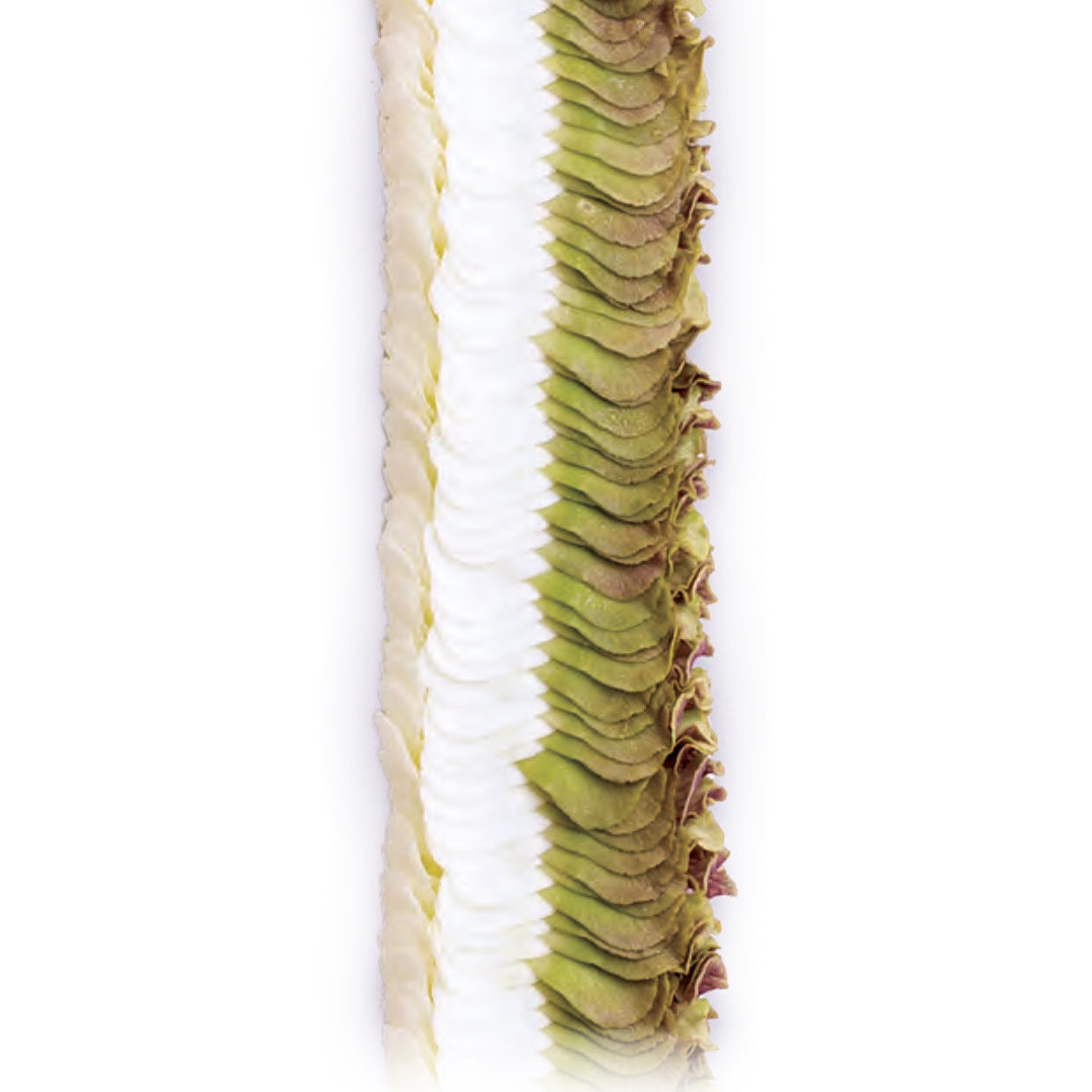 Nāpali Mist Orchid Lei