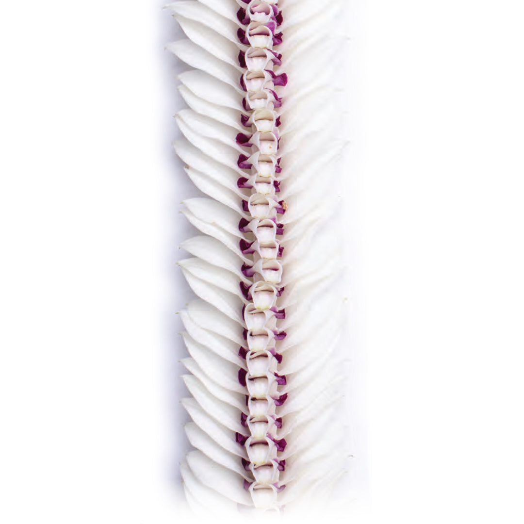 Olomana Orchid Lei