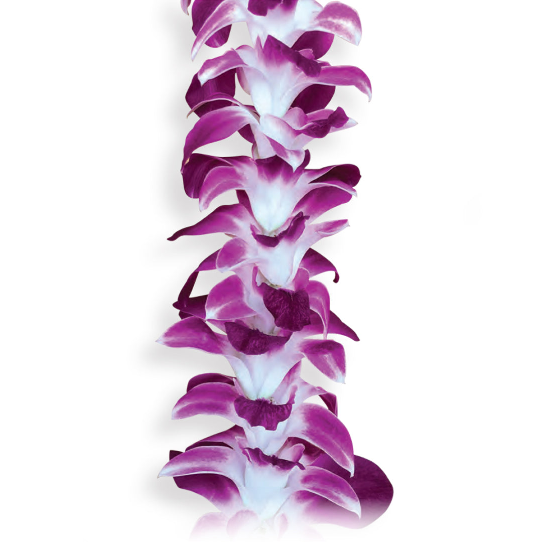 Orchid Lei 10-Pack shown in classic purple dendrobium orchids