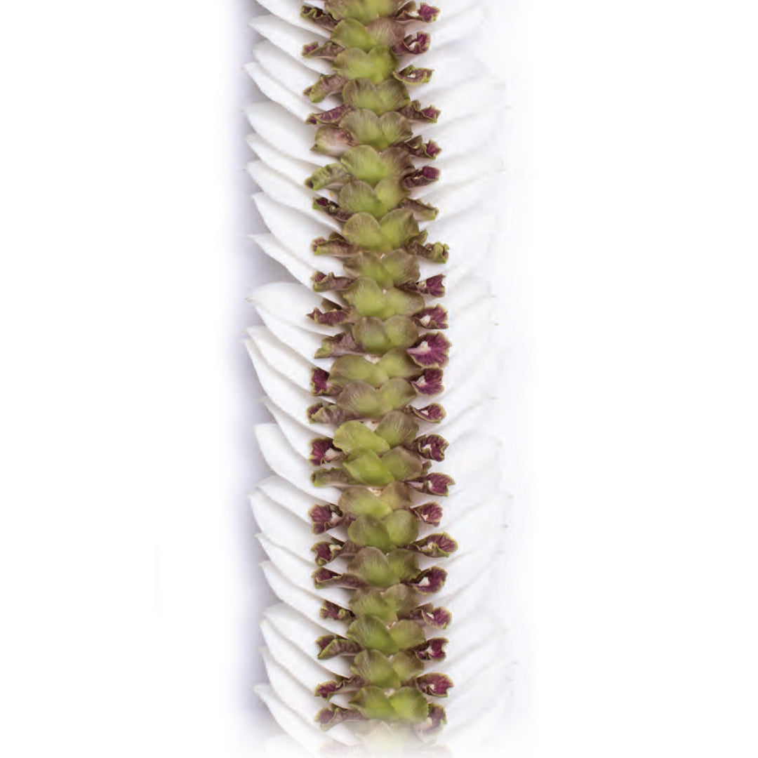 Waipi'o Orchid Lei