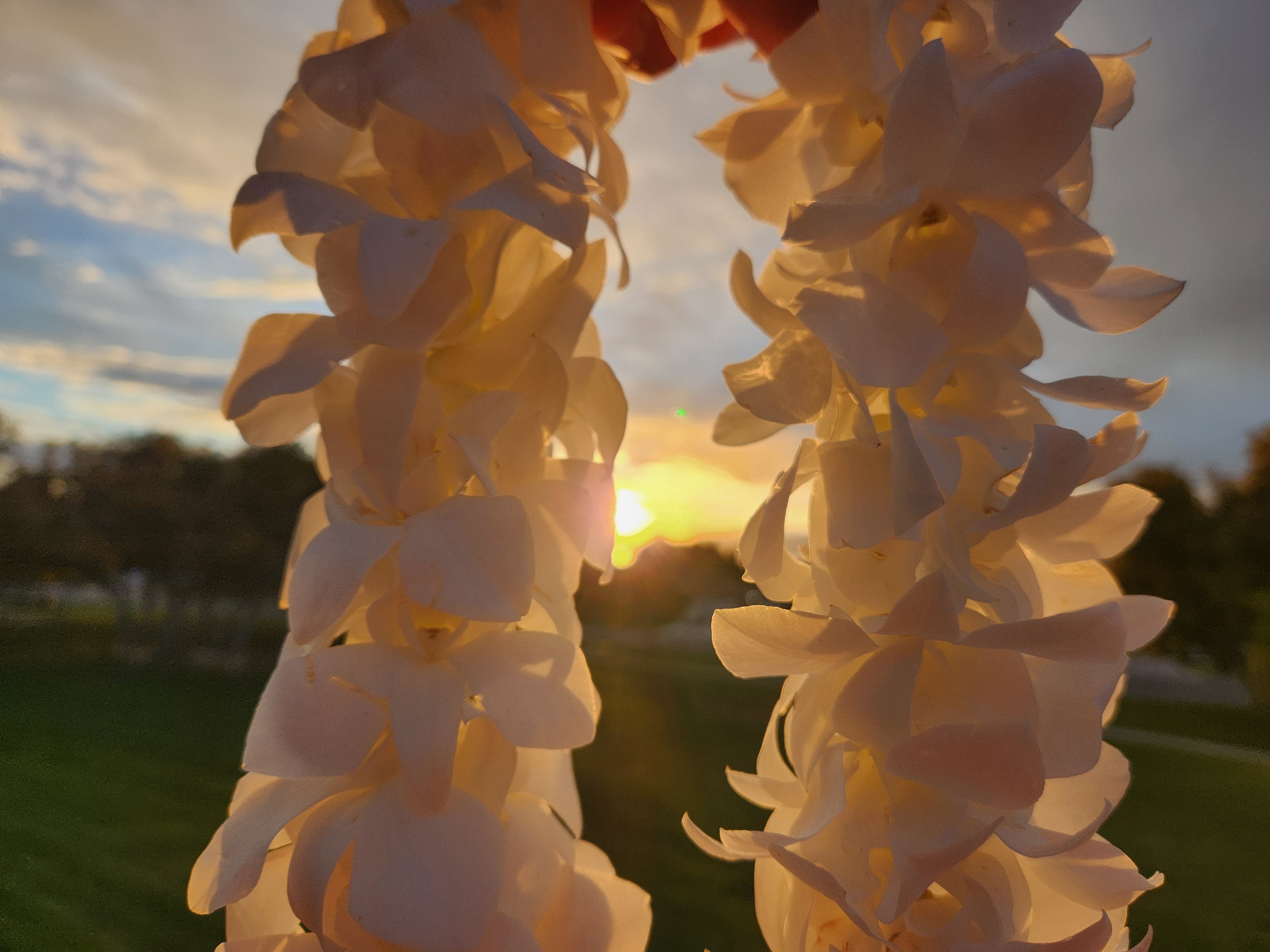 A white double orchid lei in Utah during sunset